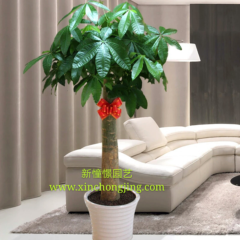 單干獨(dú)桿單桿發(fā)財(cái)王發(fā)財(cái)樹(shù)大型盆栽綠植物辦公室內(nèi)開(kāi)業(yè)送禮